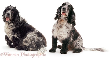 Spaniel fat and thin