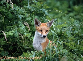 Fox cub portrait