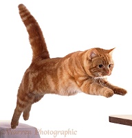 Ginger Cat leaping forward