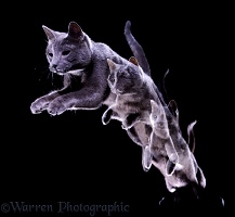 Russian Blue cat leaping forward multiple exposure