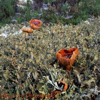 Fungi and lichen in Finland