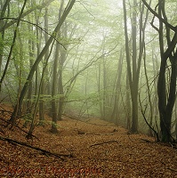 Beech woodland with mist
