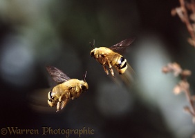 Male Carpenter Bees fighting