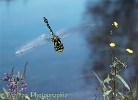 Golden-ringed dragonfly