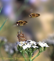 Hoverflies hovering