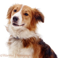 Portrait of Border Collie dog