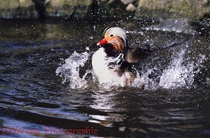 Mandarin Duck bathing