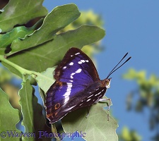 Purple Emperor on oak