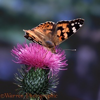 Painted Lady Butterfly on Spear Thistle