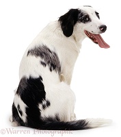 Spaniel x Border Collie dog