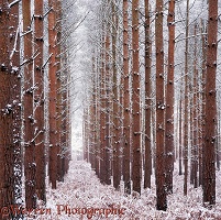 Pine woods with snow