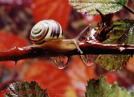 Banded snail and raindrops