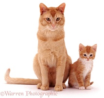 Ginger father cat and kitten
