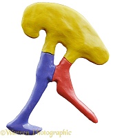 Tyrannosaur hip bone