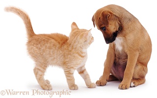 Puppy looking at ginger kitten