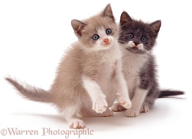Two cute kittens