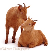 Two ginger goats
