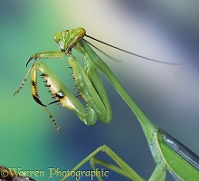 Praying mantis portrait