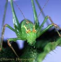 Speckled bush cricket portrait
