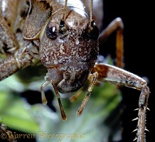 Dark bush cricket portrait