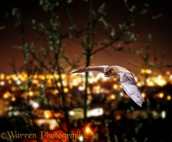 Pipistrelle with Guildford city lights