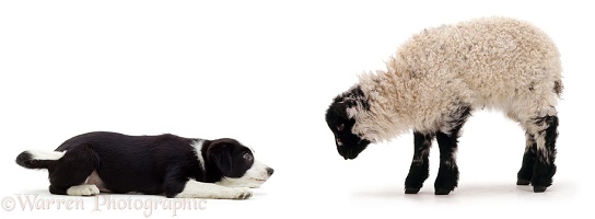 Border Collie pup herding a lamb