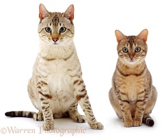 Male and female Bengal cats