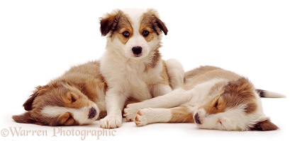Three Border Collie pups