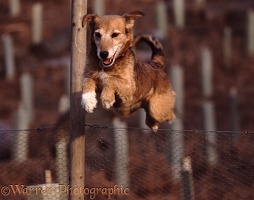 Terrier-cross dog jumping fence