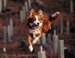 Border Collie jumping fence