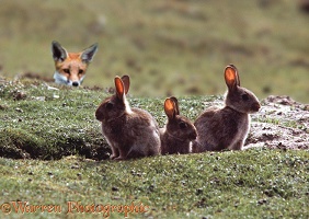Young rabbits being watched by a fox