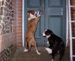 Border Collie trying to open a door