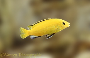 East African Lake Cichlid fish