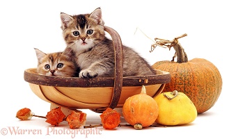 Kittens in a trug basket