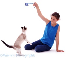 Girl playing with cat and toy