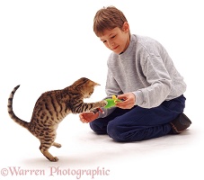 Boy playing with cat and toy