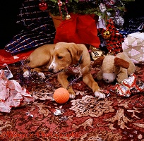 Puppy playing by Christmas tree