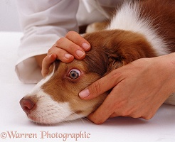 Examining the eye of a Border Collie pup