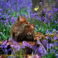 Fox cubs and bluebells