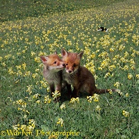 Fox cubs and cowslips