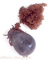 Sheep Tick with eggs