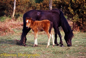 New Forest pony and foal