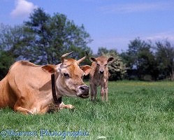 Jersey cow and calf