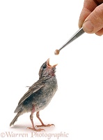 Sparrow being fed with forceps