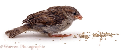 Fledgling House Sparrow