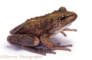 Australian Bullfrog