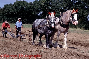 Heavy horses ploughing