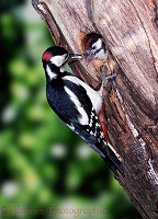 Great Spotted Woodpecker nest hole
