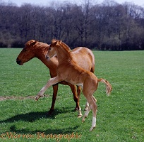 Pony foal playing with his mother