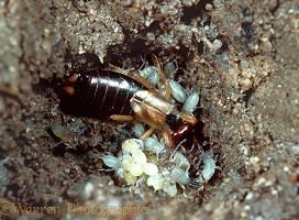 Earwig guarding young and eggs